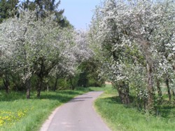 Limes Route